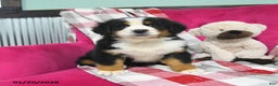 Bernese Mountain Dog dogs for sale: Jade - Ad 1