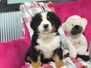 Bernese Mountain Dog dogs Jade - Ad 1