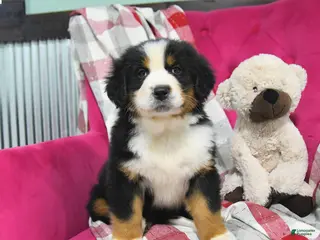 Bernese Mountain Dog dogs Jade - Ad 42
