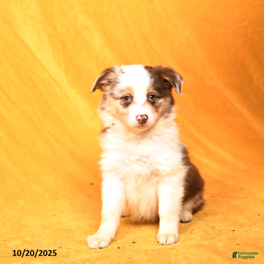 Miniature Australian Shepherd dogs Writz - Ad 3