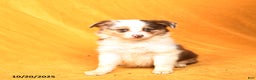 Miniature Australian Shepherd dogs for sale: Writz - Ad 1