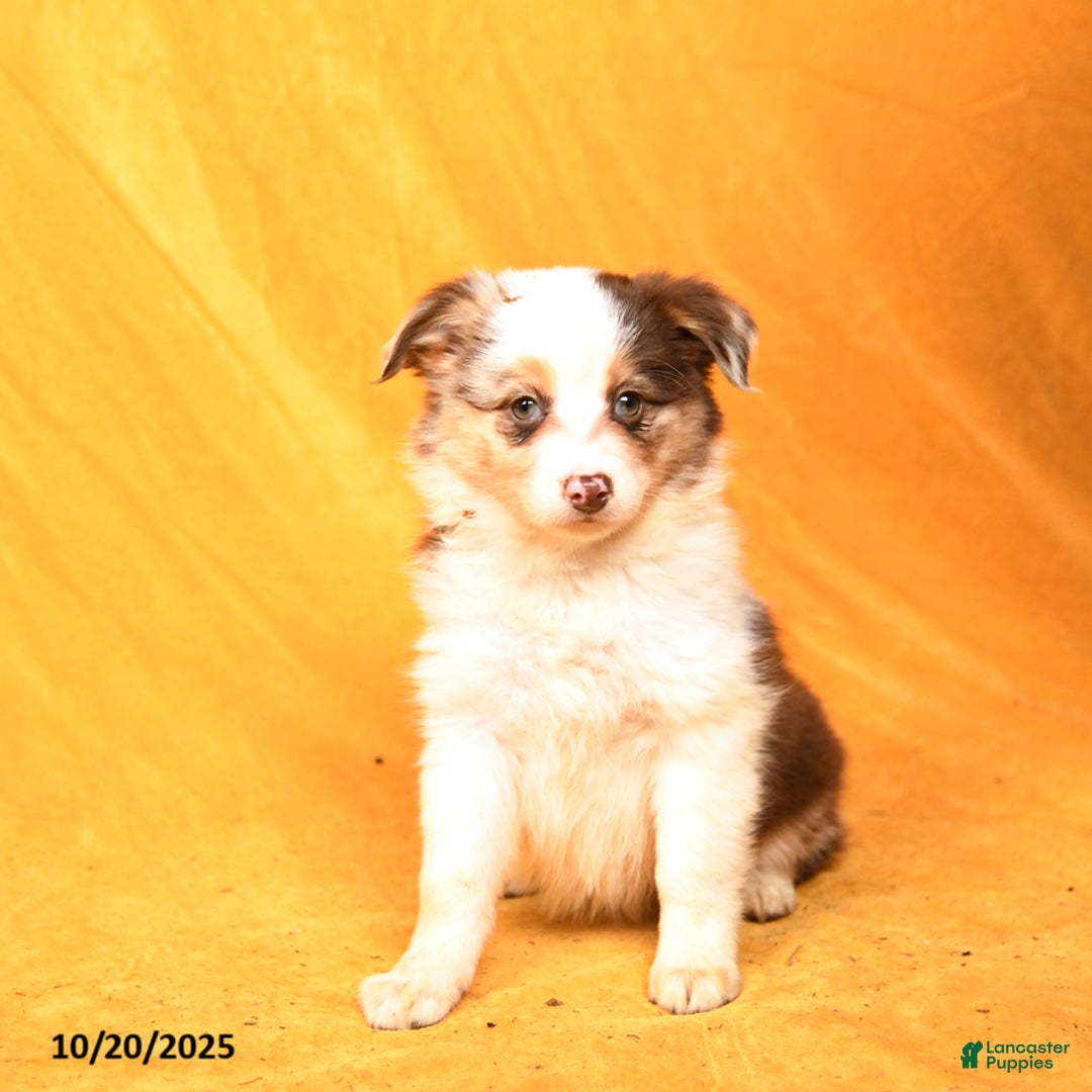 Miniature Australian Shepherd dogs for sale: Writz - Ad 1