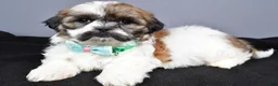 Shih Tzu dogs for sale: Miles - Ad 2