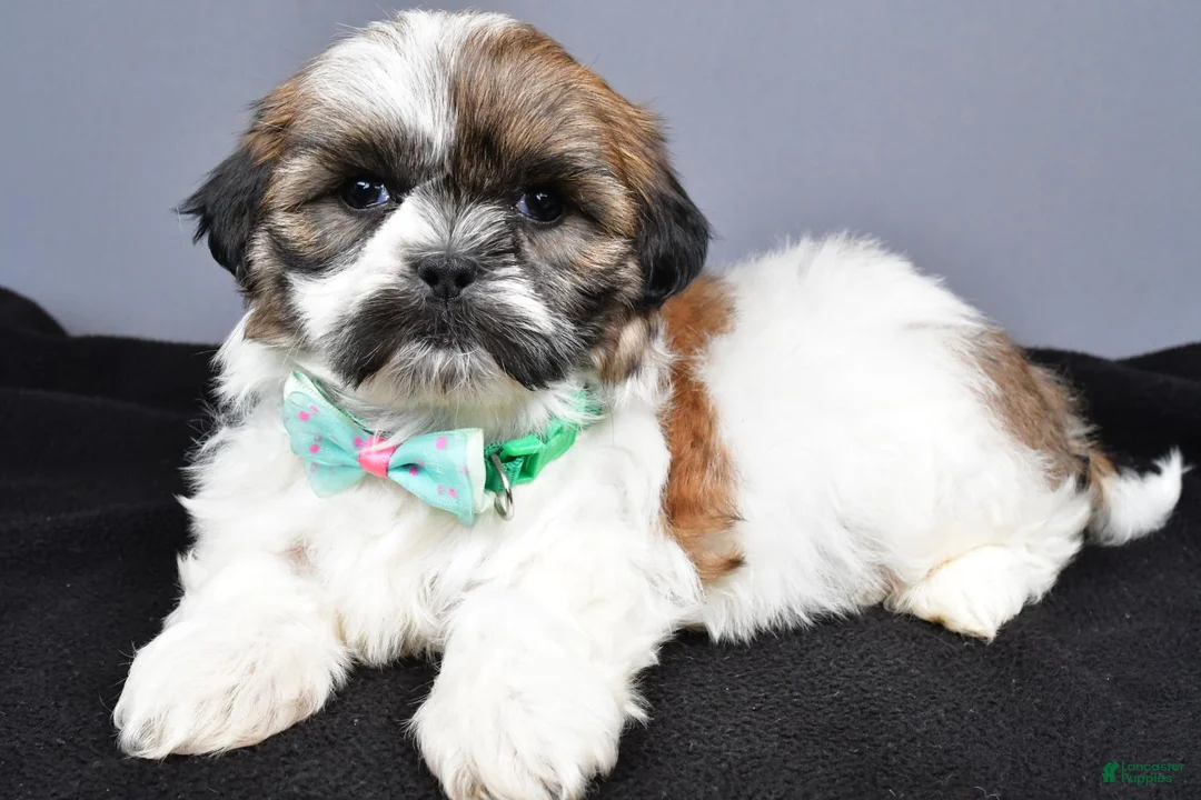 Shih Tzu dogs for sale: Miles - Ad 2