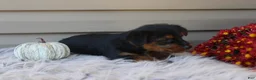 Yorkshire Terrier dogs for sale: Scotty - Ad 9