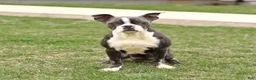 Boston Terrier dogs for sale: Duke - Ad 6