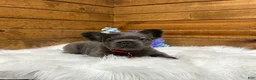 French Bulldog dogs for sale: Loki - Ad 4