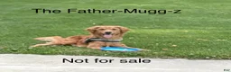 Goldendoodle dogs for sale: Deuce - Ad 7