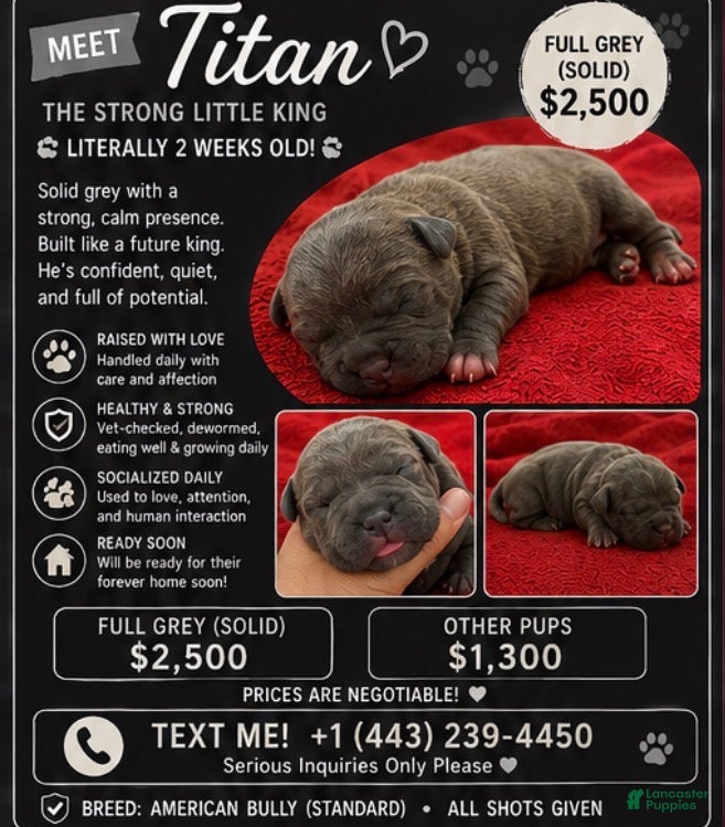 American Bully dogs American Bully 6 - Ad 28