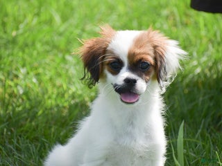 Mixed Breed dogs - Ad 13