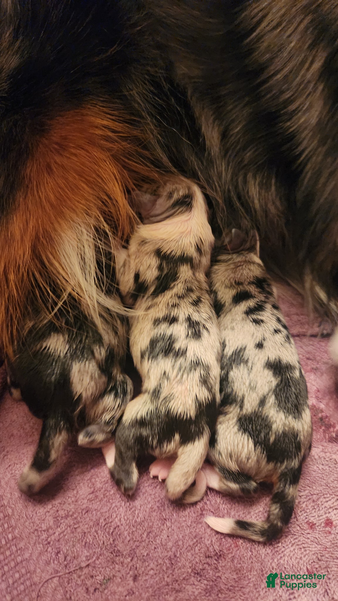Miniature Australian Shepherd dogs Miniature Australian Shepherd Puppy 2 - Ad 11