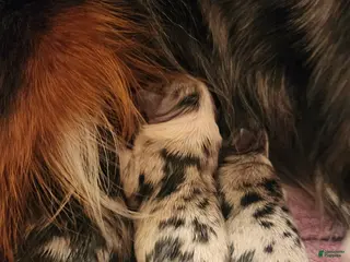 Miniature Australian Shepherd dogs Miniature Australian Shepherd Puppy 2 - Ad 34