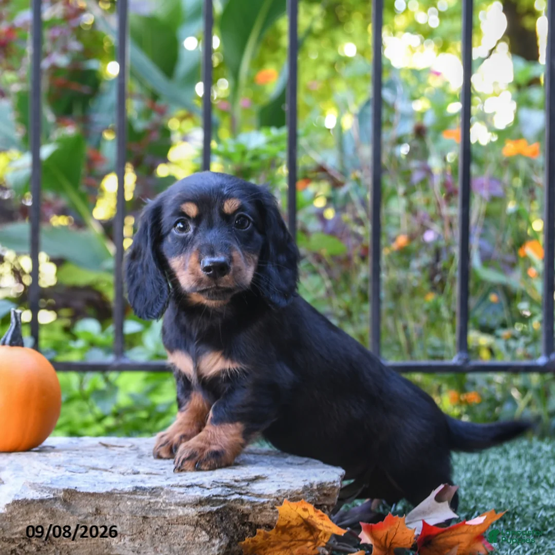 Miniature Dachshund dogs for sale: Noodle - Ad 1