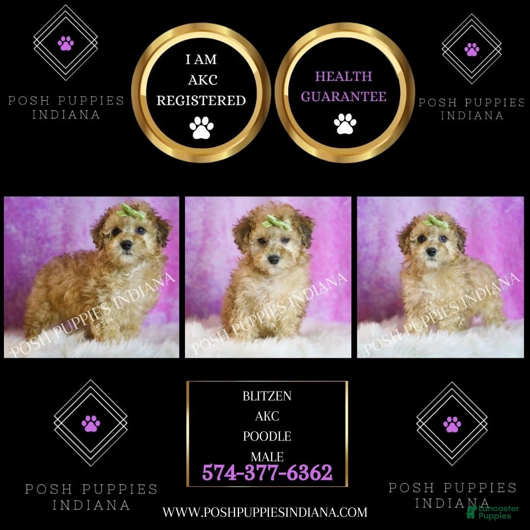 Toy Poodle dogs for sale: Blitzen - Ad 2