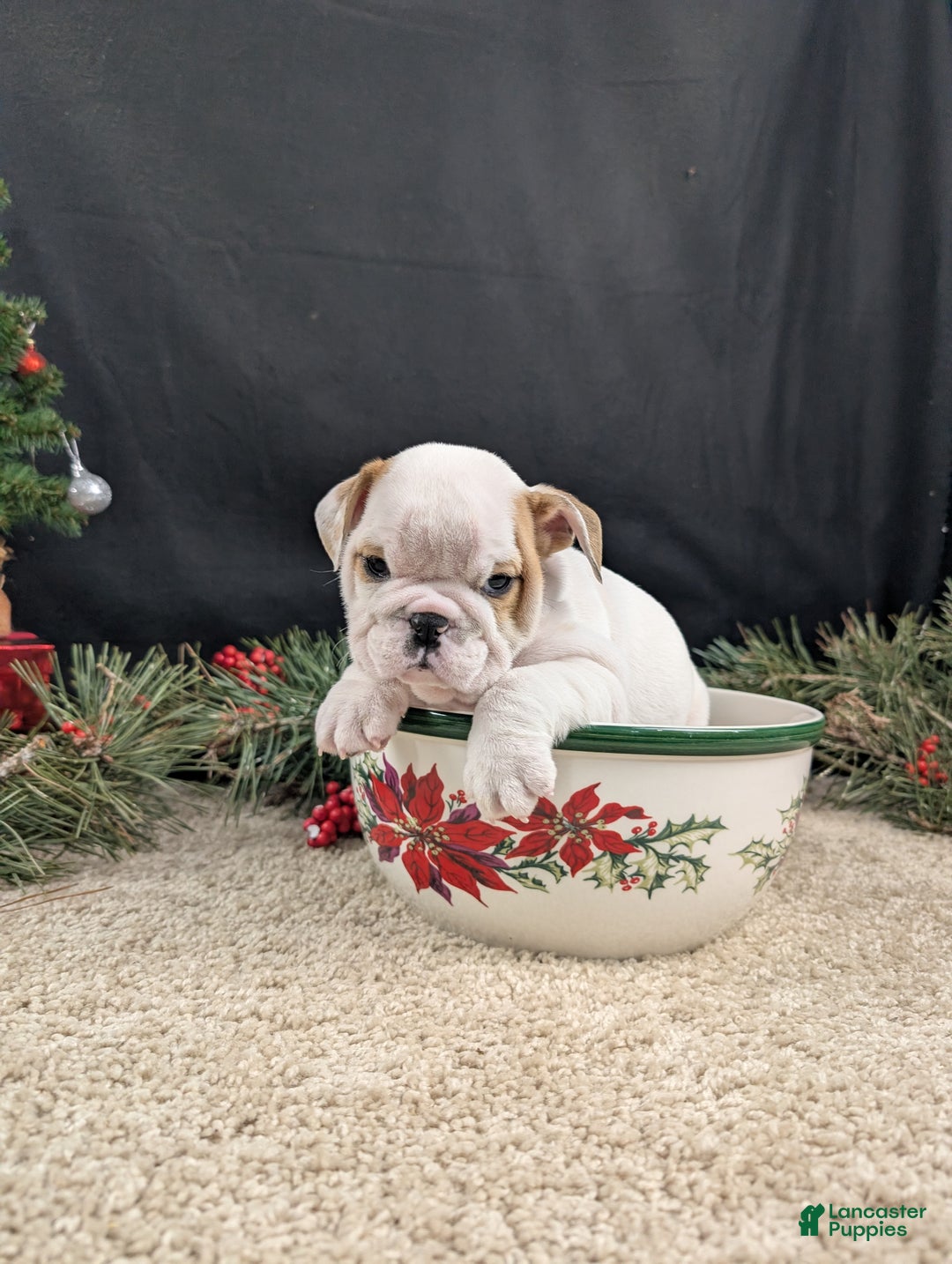 English Bulldog dogs for sale: Frosty  - Ad 6