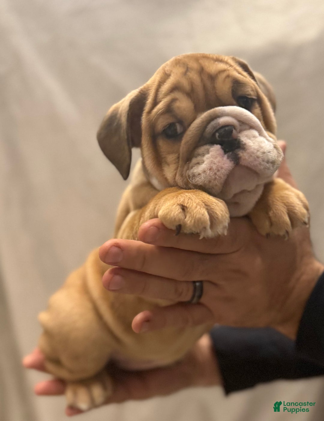 English Bulldog dogs for sale: Martha may - Ad 4