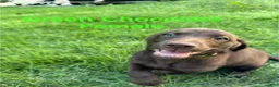 Labrador Retriever dogs for sale: Green - Ad 2