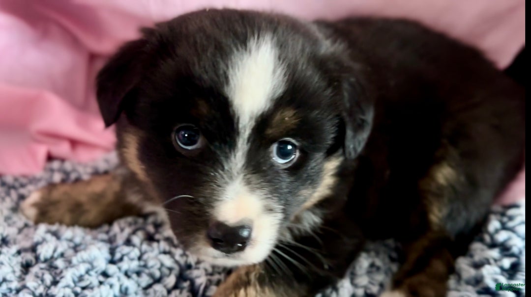 Australian Shepherd dogs for sale: Australian Shepherd Puppy 2 - Ad 2
