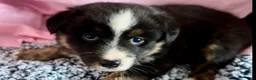 Australian Shepherd dogs for sale: Australian Shepherd Puppy 2 - Ad 2