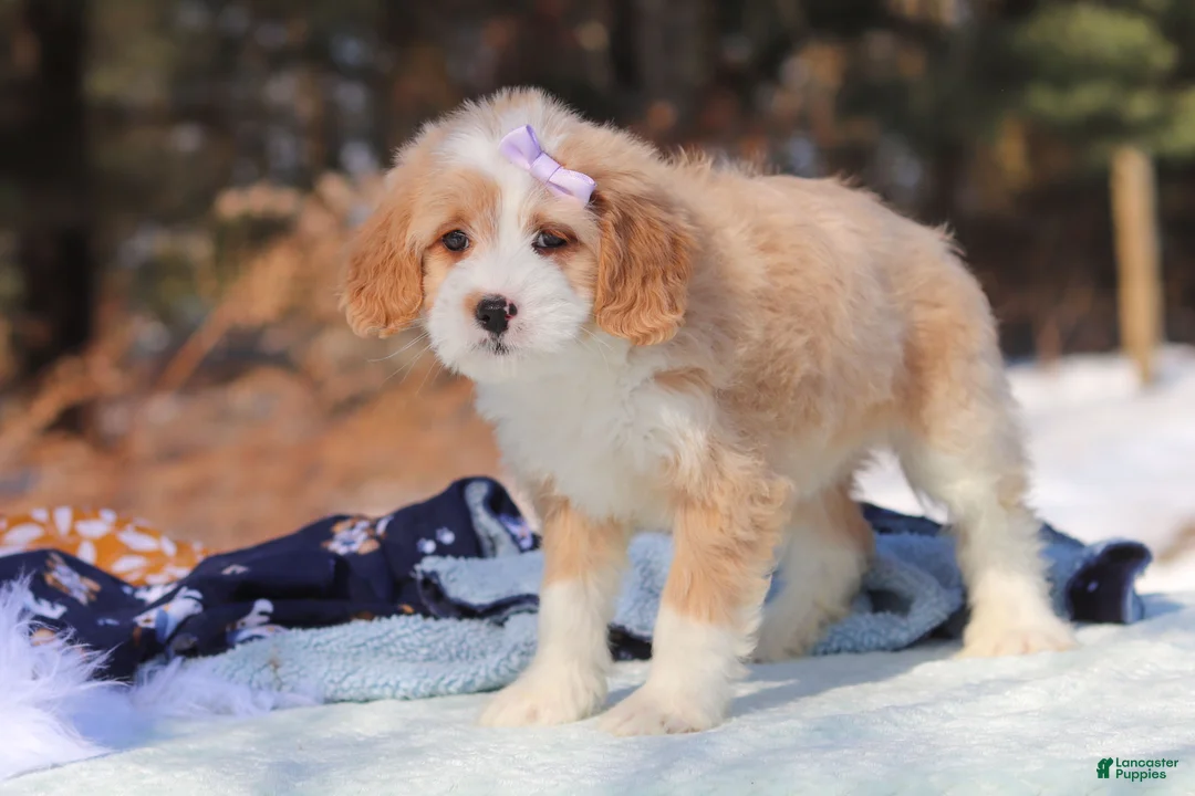 Mini Bernedoodle dogs for sale: Aurora - Ad 5