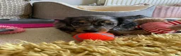 Miniature Dachshund dogs for sale: Miniature Dachshund Puppy 4 - Ad 2