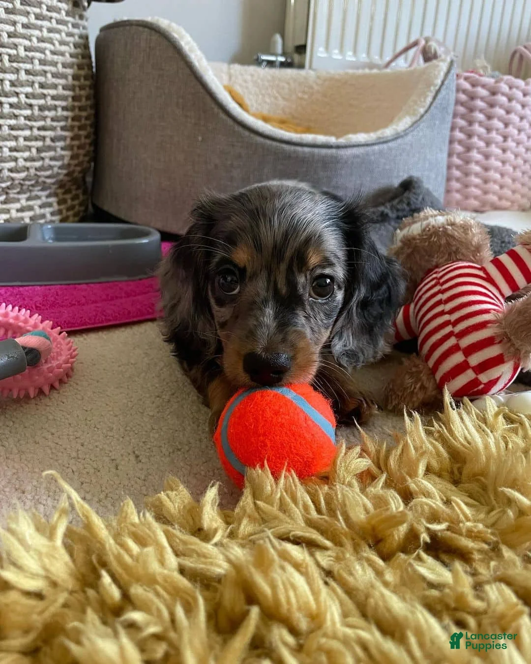 Miniature Dachshund dogs for sale: Miniature Dachshund Puppy 4 - Ad 2