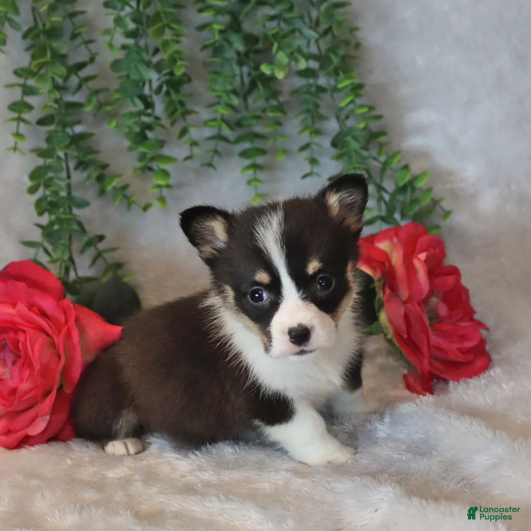 Welsh Corgi Pembroke dogs for sale: Radley - Ad 2