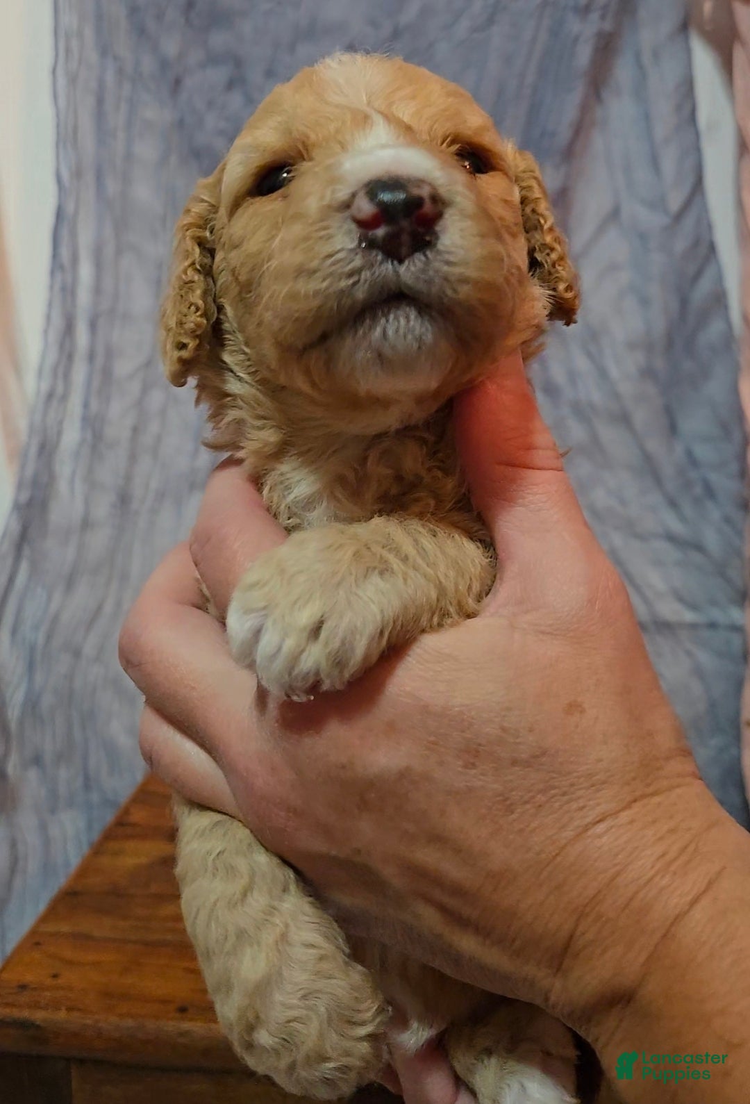 Mixed Breed dogs for sale: Aj - Ad 11