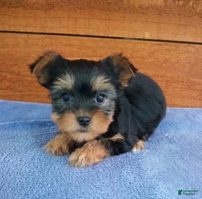 Yorkshire Terrier dogs Lexi - Ad 2