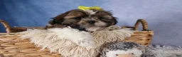 Shih Tzu dogs for sale: GISMO - Ad 8