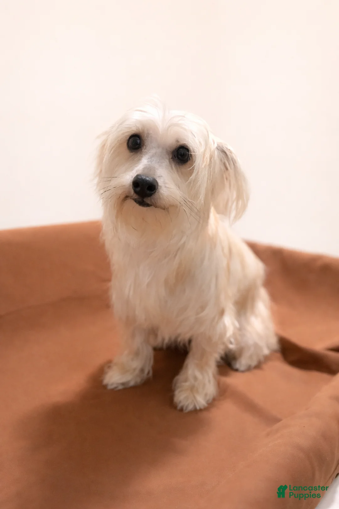 Morkie dogs for sale: Jax - Ad 3