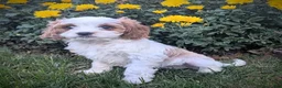 Cavapoo dogs for sale: Mr Benny - Ad 10