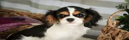 Cavalier King Charles Spaniel dogs for sale: Cherry - Ad 3