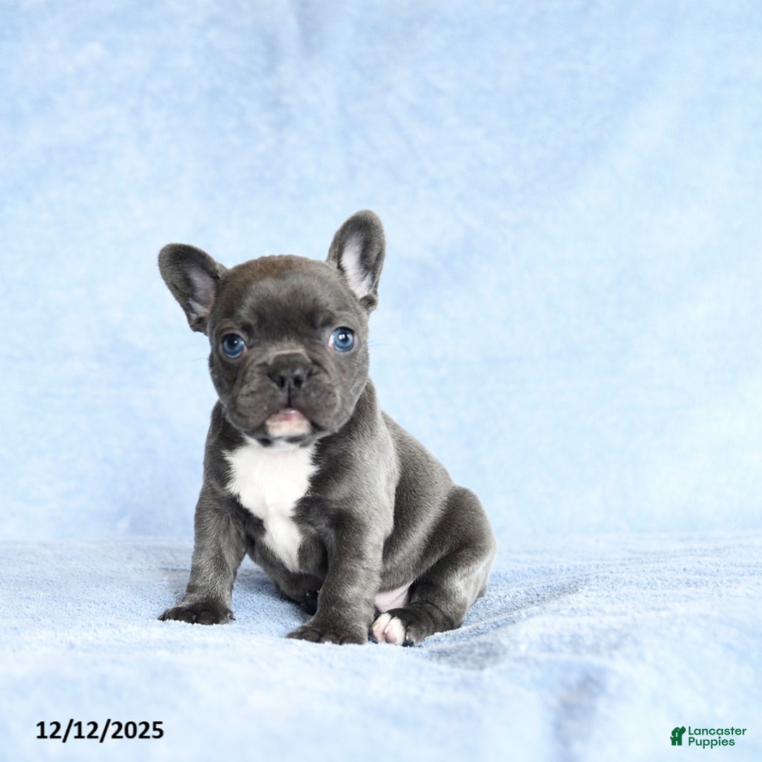 French Bulldog dogs for sale: Anna - Ad 2