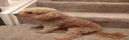 Toy Poodle dogs for sale: Carmella - Ad 8