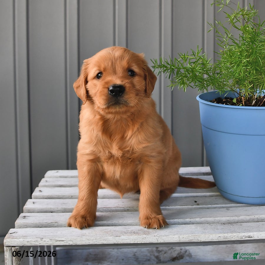 Golden Retriever dogs Honey - Ad 2