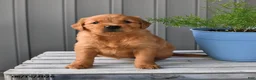 Golden Retriever dogs for sale: Honey - Ad 2