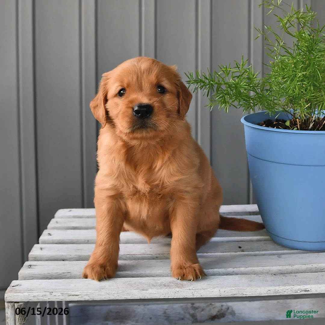 Golden Retriever dogs for sale: Honey - Ad 2