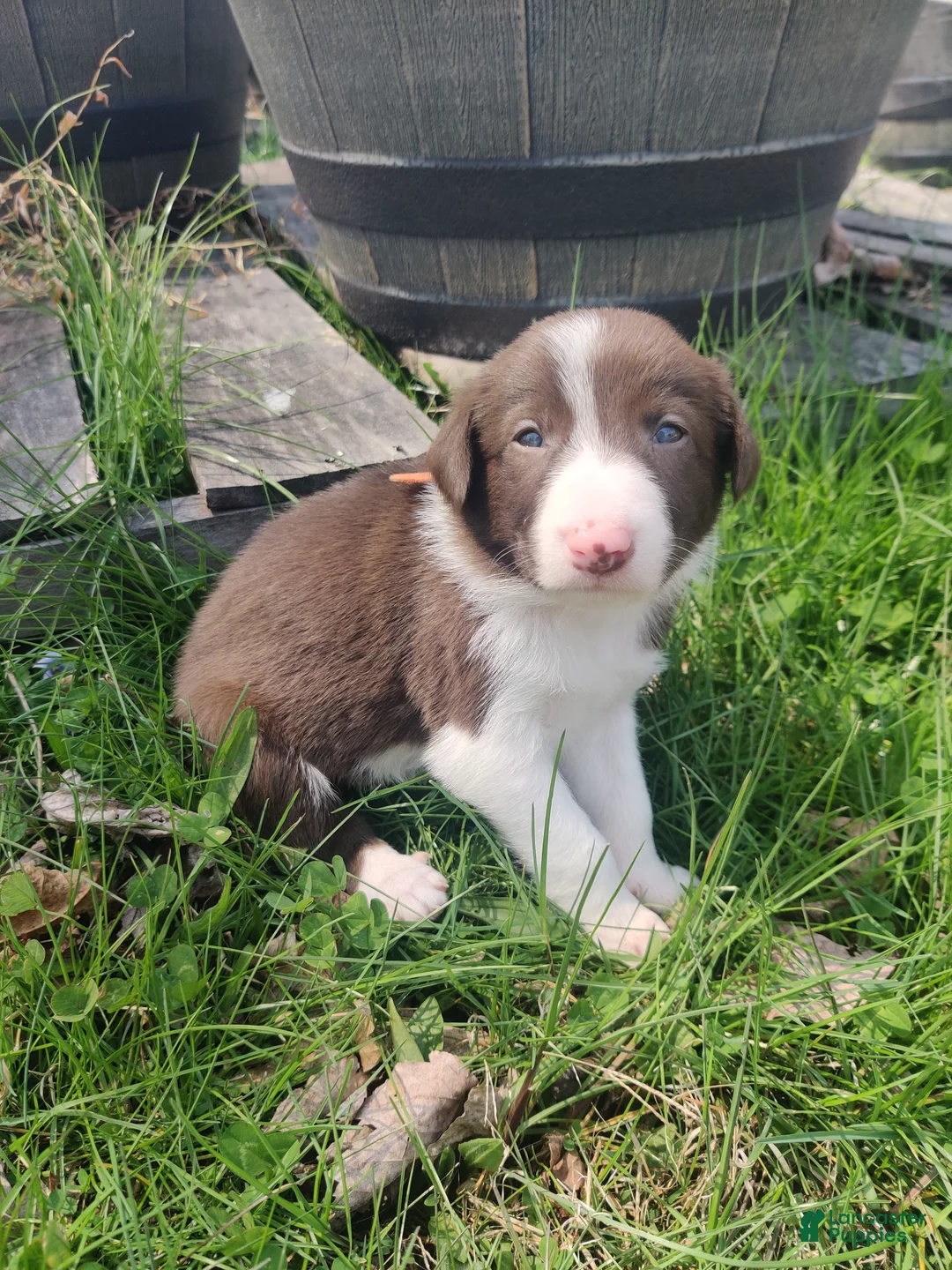 Border Collie dogs for sale: Cliff - Ad 2