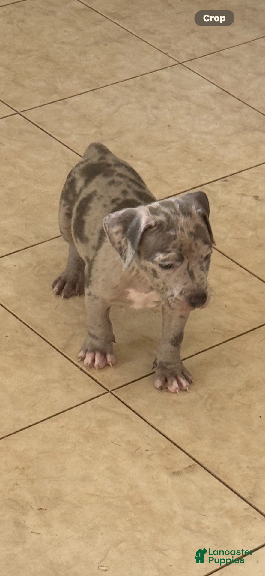American Bully dogs for sale: American Bully 2 - Ad 15