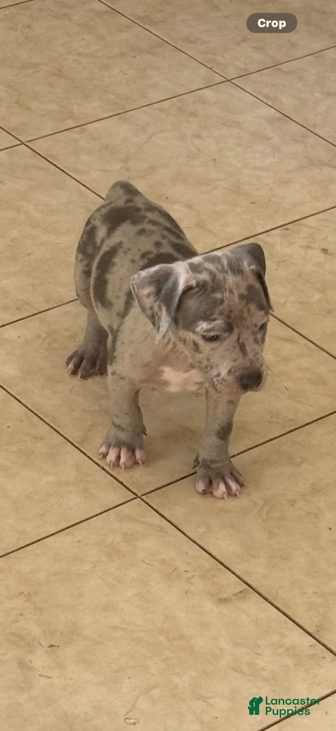 American Bully dogs for sale: American Bully 2 - Ad 1