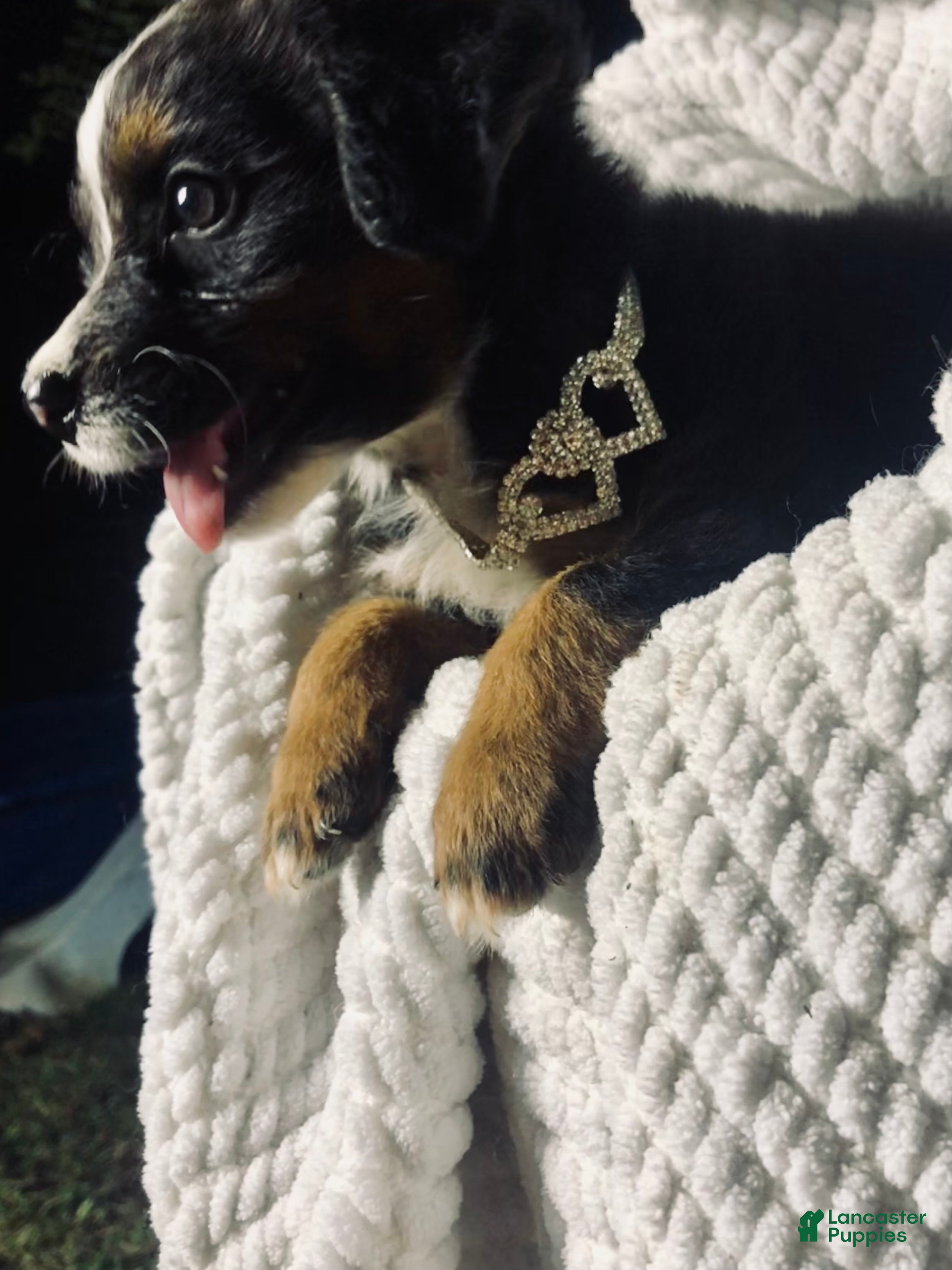 Australian Shepherd dogs Australian Shepherd 5 (female) - Ad 21