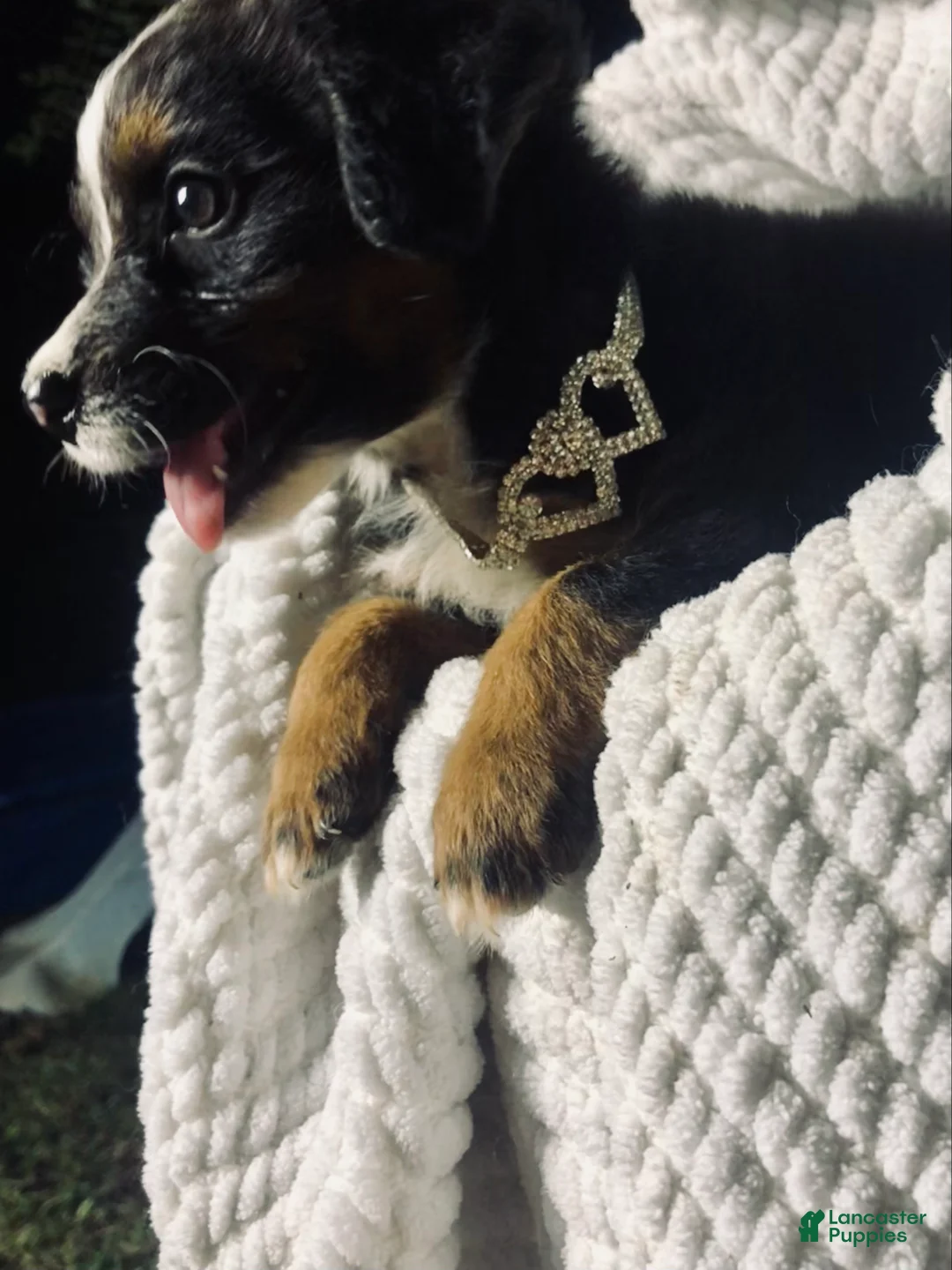 Australian Shepherd dogs for sale: Sky (black tri)(female) - Ad 1