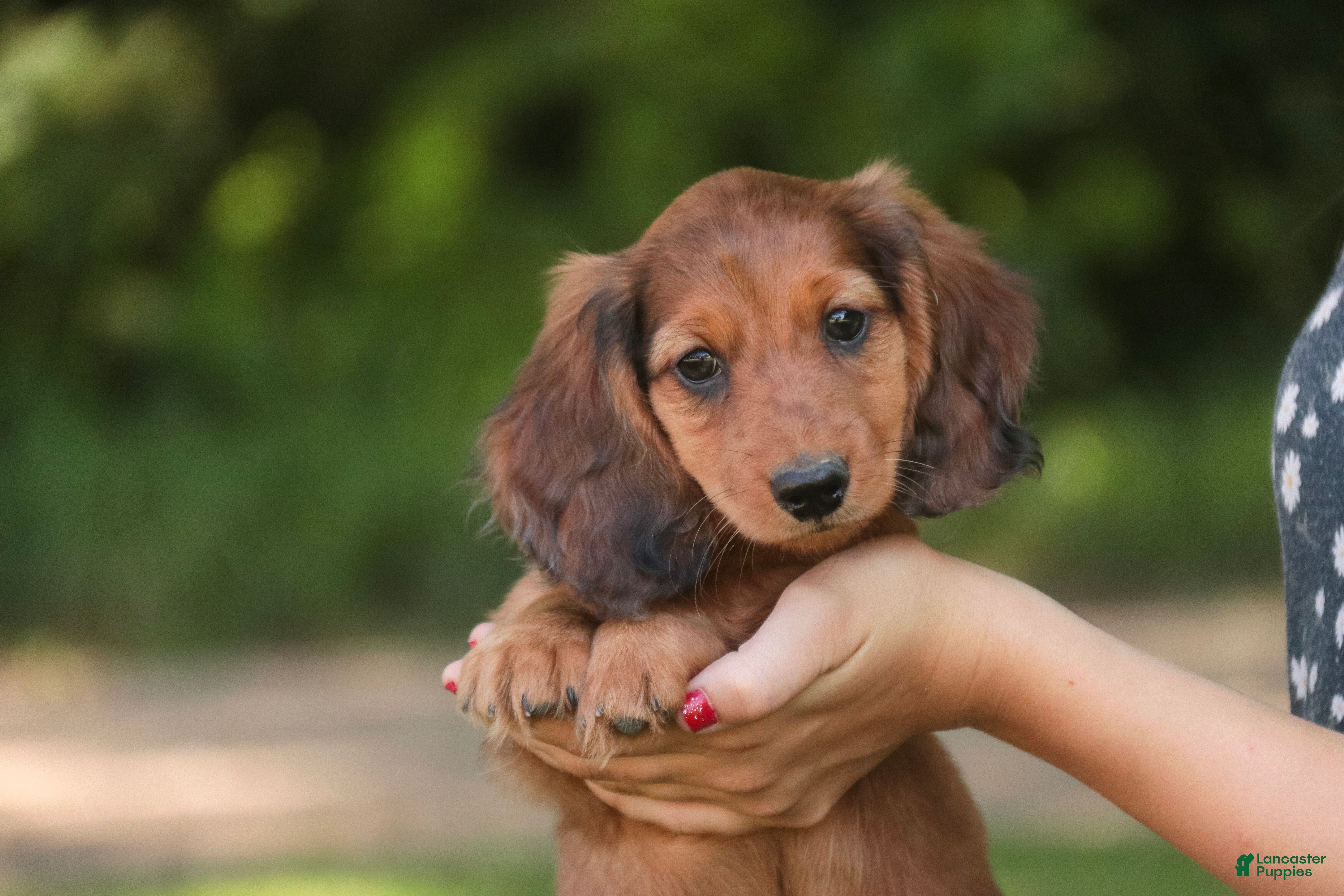 Miniature Dachshund dogs Asher Miniature Dachshund - Ad 1