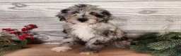 Mini Bernedoodle dogs for sale: Angel - Ad 6