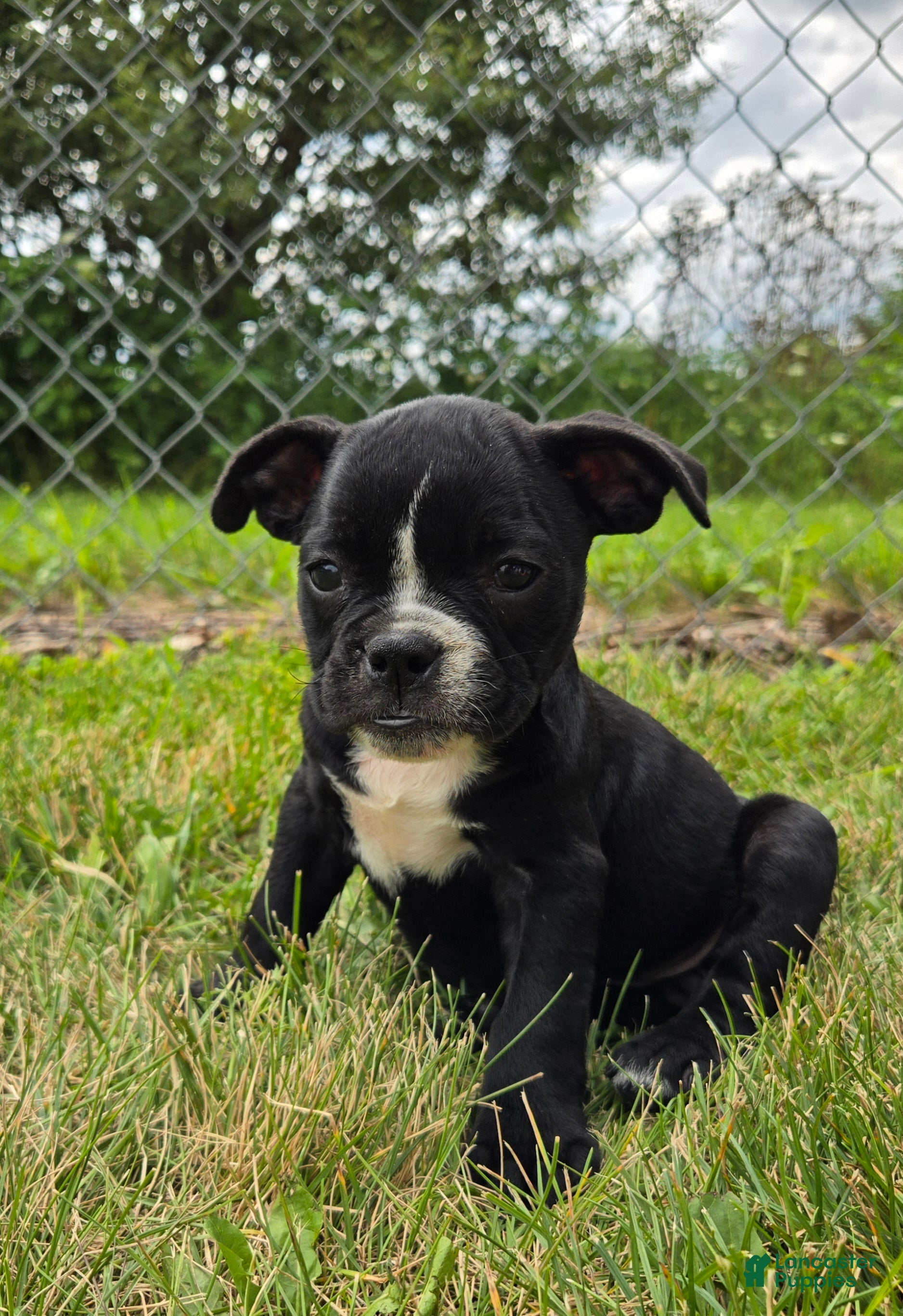 Olde English Bulldogge dogs Trixie - Ad 2
