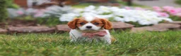 Cavalier King Charles Spaniel dogs for sale: Bentley - Ad 4