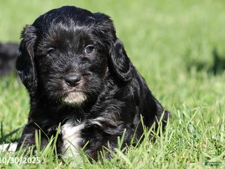 Mixed Breed dogs - Ad 38