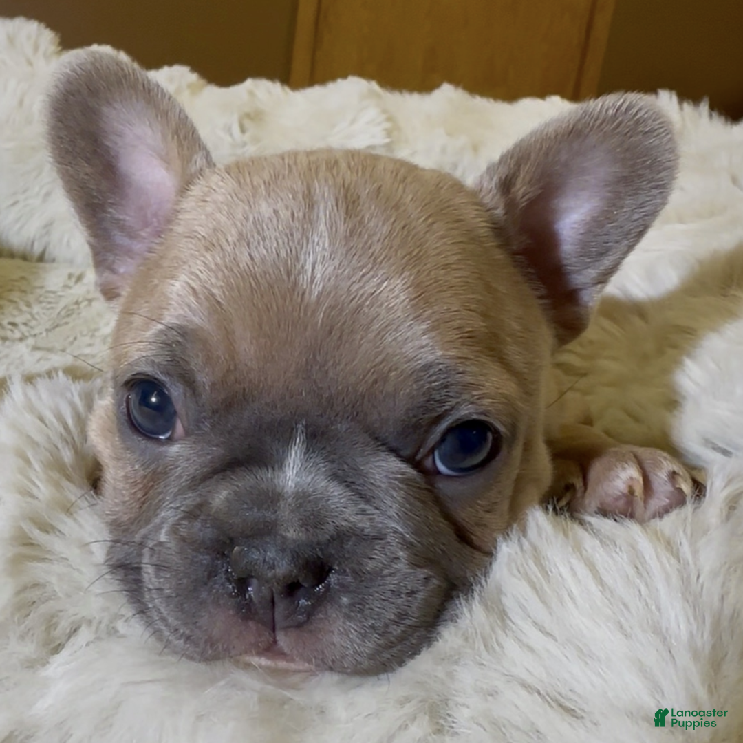 French Bulldog dogs for sale: Pernell - Ad 4