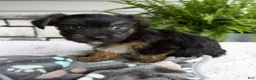 Morkie dogs for sale: William - Ad 4